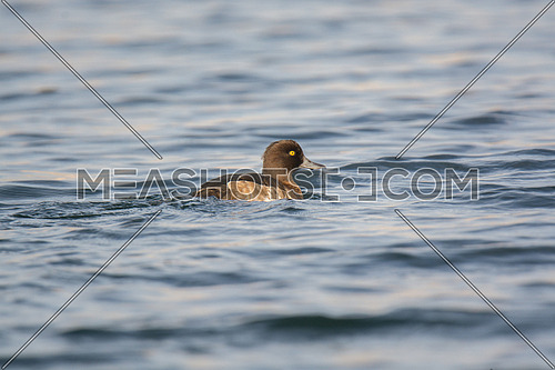 Tufted Duck swimming