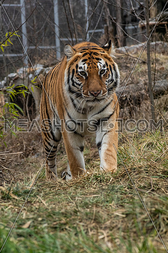 The Amur tiger (Panthera tigris tigris, formerly known as the Siberian tiger)