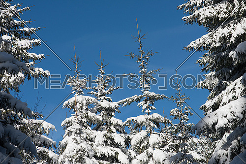 winter landscape in forest at sunset with fresh snow and clear blue sky