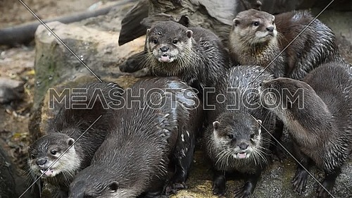 Close up view of several small river otters running and screaming, looking and camera and away, in zoo enclosure, high angle view