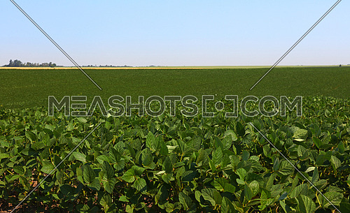 Close up field of green soya plants under clear blue sky, high angle view