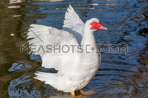 White Muscovy duck portrait Musky duck Indoda Barbary duck with red nasal corals in the public garden