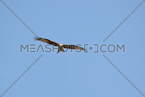 Red Kite, Milvus Milvus; in flight against clear blue skies 