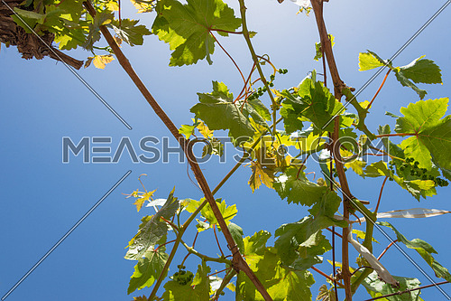 grape leaves and branches against blue sky