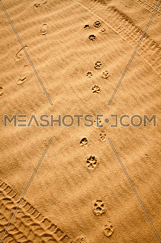 tyre tracks, foot prints, and pawn prints in the desert sand