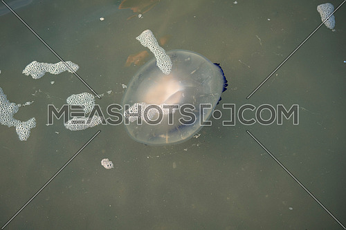 Big Barrel jellyfish near the shore close up,Rhizostoma pulmo is found in the Adriatic, Mediterranean Sea, Black Sea and Sea of Azov.