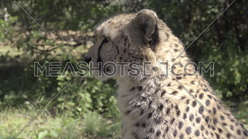 View of cheetah walking out of frame