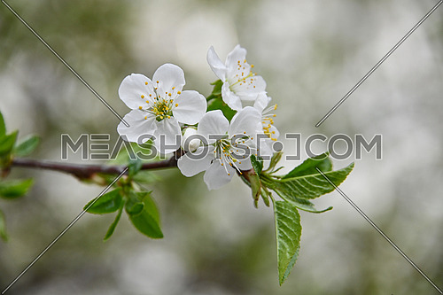 Close up white cherry tree blossom, low angle view