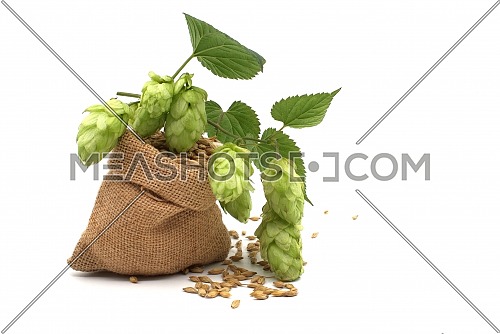 Barley spilling from a hessian bag and sprig of green hops over a white background, components of beer production