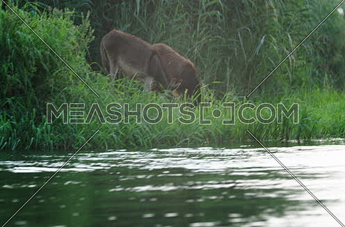 Follow Shot for two donkeys eating at green field beside River Nile