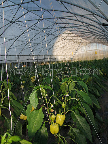 greenhouse inside   (NIKON D80; 6.7.2007; 1/60 at f/4; ISO 100; white balance: Auto; focal length: 18 mm)