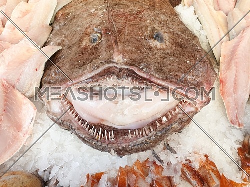 Fresh fish at the fish market stall, in the center a large monkfish,close up.