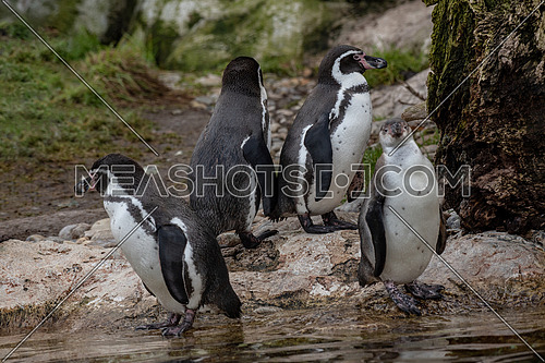 Humboldt penguin (Spheniscus humboldti), also known as Chilean penguin, Peruvian penguin or patranca