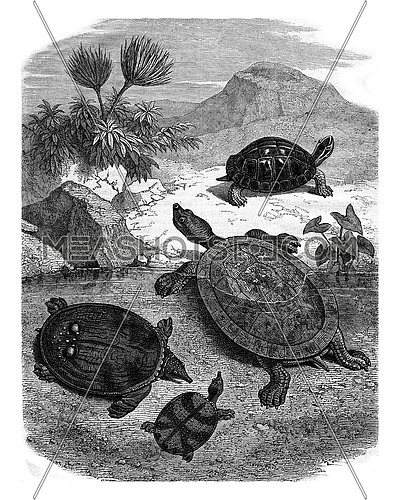 Turtles of the Natural History Museum, vintage engraved illustration. Magasin Pittoresque 1878.