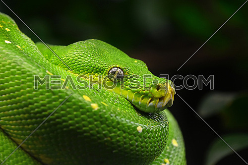 Close up side profile portrait of beautiful Green tree python (Morelia viridis) looking into camera, low angle view