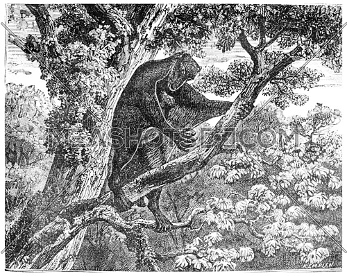 The Galeopithecus, lemurien of the Eocene period, vintage engraved illustration. Earth before man â 1886.
