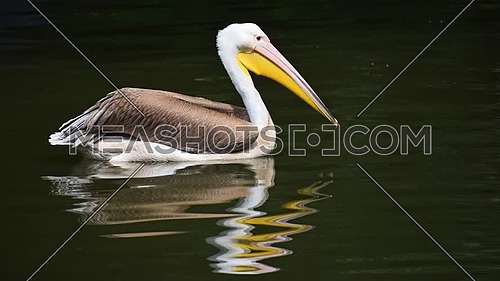 Cinemagraph of close up one pelican swimming in green rippled water of lake, river or pond, high angle view