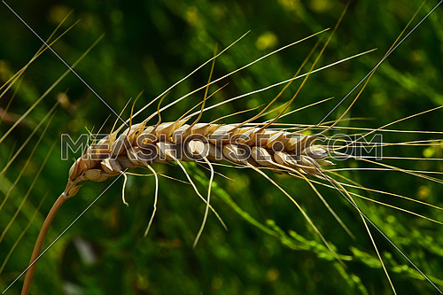 One ripe mature wheat ear head close up with green field background