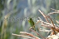 Blue Cheecked Bee Eater Singing