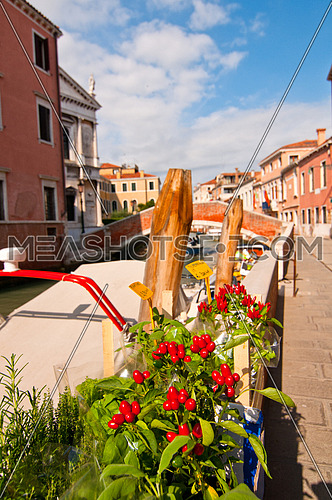 Venice Italy red chili pepper plants close up