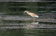Squaco heron in hunting position
