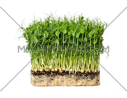 Close up fresh green peas microgreen sprouts in brown wooden box isolated on white background, low angle, side  view