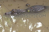 An alligator lies motionless in a marshy area near the Florida Everglades