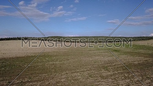 Air view HD, Planting field, Millenary Holm Oak near Mengibar, Jaen, Spain