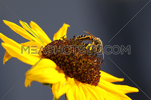 Wasp on a sunflower