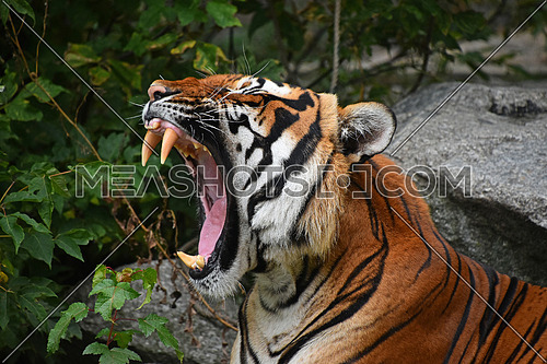 Close up profile portrait of one Indochinese tiger yawning or roaring, mouth wide open and showing teeth, low angle view