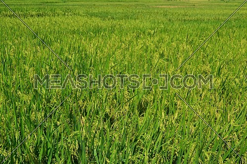 Yellow Paddy Grains With Green Paddy Plant Leaves Ready To Harvest On A Sunny Day