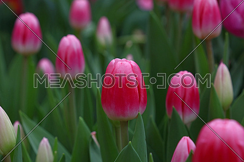 Pink fresh springtime tulip flowers with green leaves growing in field, close up, high angle view