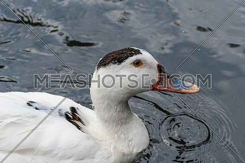 The Ancona duck is a large dual-purpose duck breed thatâs beautiful, friendly, excellent at foraging, and unfortunately  critically endangered.