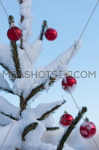 christmas red balls  on pine tree covered with fresh snow on beautful winter day sunset