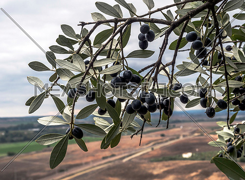 Bunch of olives in an olive tree near the castle of Almodovar del Rio, Spain