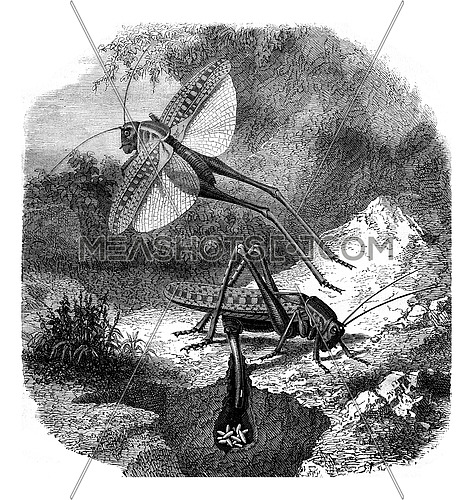 The saber Grasshopper laying eggs, vintage engraved illustration. Magasin Pittoresque 1878.