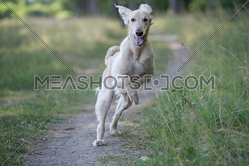 Taigan is a member of the family of Eastern Sighthounds. The Taigan is a very rare dog breed, reported about few hundred  worldwide. Selective focus on the dog