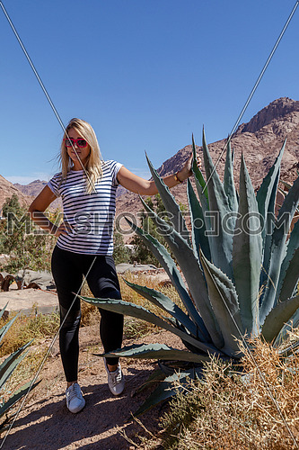 Long shot for female tourist standing cactus tree in  Sinai Mountain for wadi Freij at day.