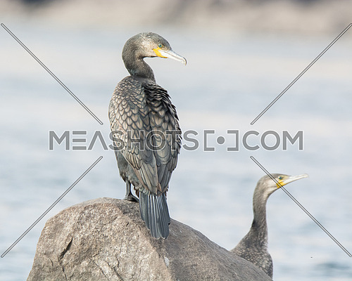 Great Cormorant Bird standing on a rock