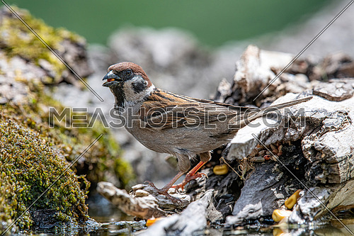 Eurasian tree sparrow (Passer montanus) is a passerine bird in the sparrow family with a rich chestnut crown and nape and black patch on each pure white cheek