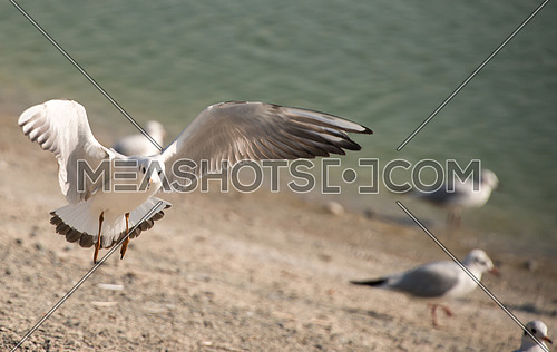 seagulls flying by a lake