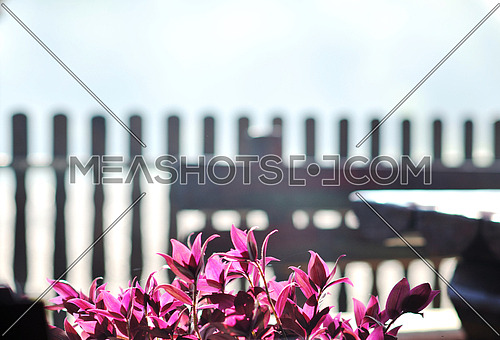 colorful balcony with flowers and nice garden