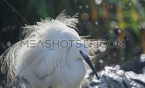 Little Egret bird