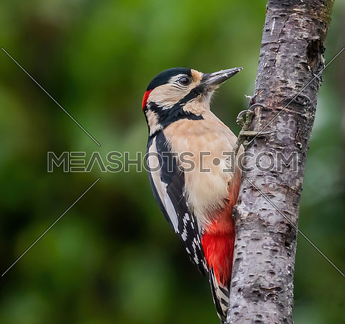 Great spotted woodpecker (Dendrocopos major) perching on beech trunk