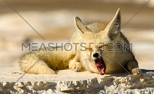 Arabian fox yawning in the desert