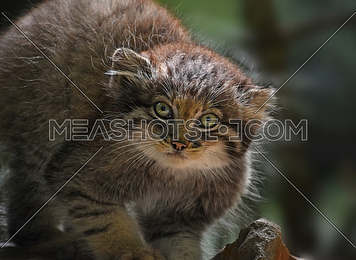 Close up portrait of one cute Manul kitten (The Pallas's cat or Otocolobus manul) looking at camera, low angle view