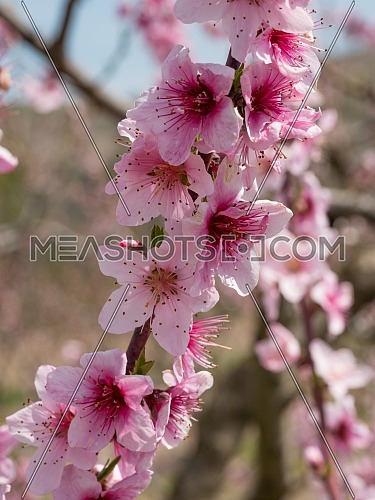 A branch of a blossoming pear tree with pink little flowers. Delicate flowering and the heady scent of spring