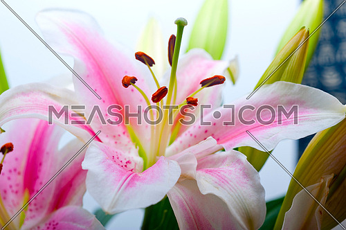 pink lily flower bunch  bouquet over white copyspace