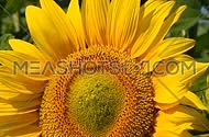 One yellow sunflower over green buds close up