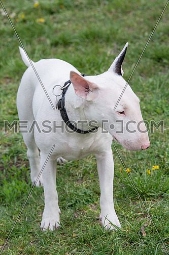White Bull terrier on nature in the spring